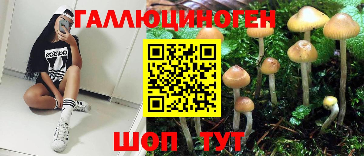 Псилоцибиновые грибы Psilocybe Ачинск